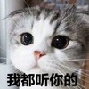 萌宠 猫星人 我都听你的 听话 呆萌 可爱