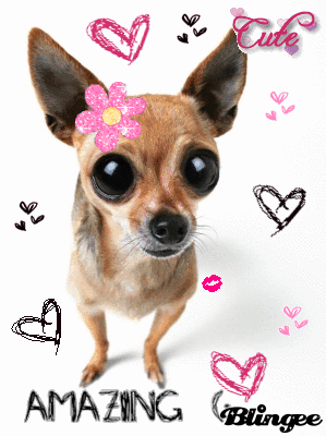 狗狗 吉娃娃 爱心 花朵
