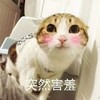 萌宠 喵星人 突然害羞 小脸一红 呆萌 活泼
