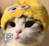 喵星人 可爱 萌宠 逗 文字表情包