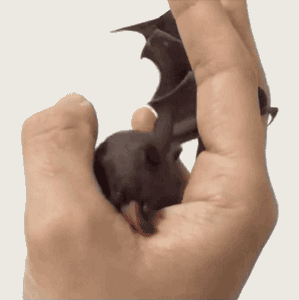 蝙蝠 舌头 手掌 翅膀