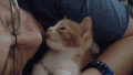 猫咪 亲亲 舒服 萌宠