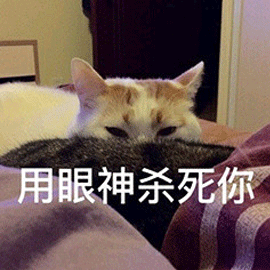 眼神 杀死你 猫 搞怪 逗