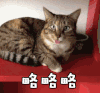 soogif soogif出品 略略略 吐舌头