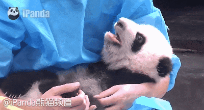 大熊猫 国宝 饲养员 卖萌 撒娇