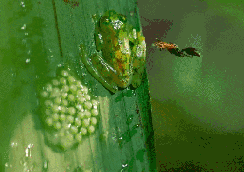 地球脉动 玻璃蛙 纪录片 驱赶 黄蜂