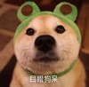 萌宠 汪星人 目瞪狗呆 惊讶 呆萌 可爱