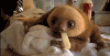 树懒 sloth 可爱 幼崽