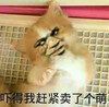 猫咪 恶搞 卖萌 吓得我赶紧卖了个萌