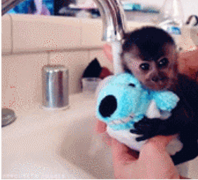 猴子 洗澡 可爱 萌宠