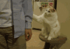 猫咪 按摩 可爱 享受
