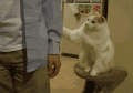 猫咪 按摩 可爱 享受