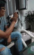 二哈 搞笑 厉害了 萌宠