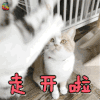 萌宠 猫 苏格兰折耳立耳 开啦 生气 soogif soogif出品