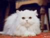 萌宠 猫 喵星人 soogif soogif出品