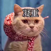 萌宠 猫星人 凝重 严肃 搞怪 逗