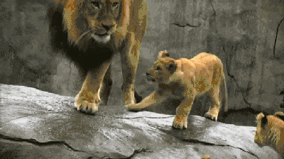 狮子 动物园 撒娇 可爱