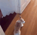 狗狗 可爱 楼梯 地板