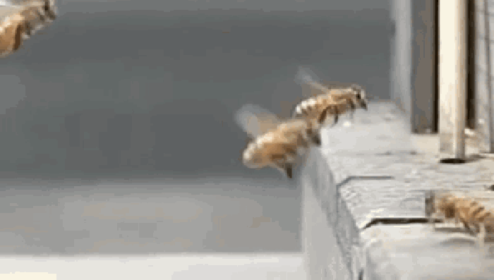 莫风 飞行 密封 蜜蜂