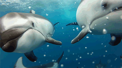 海豚 呆萌 海洋 ocean nature  自由