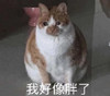 萌宠 猫星人 我好像胖了 可怜 呆萌 可爱