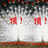 顶 孔雀 开屏 漂亮