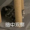 萌宠 喵星人 暗中观察 偷看 搞怪 逗