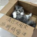 清仓 猫 甩卖