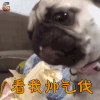 萌宠 狗 汪星人 撩 看我帅气伐 soogif soogif出品