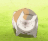 猫咪 生气 凶猛 大叫