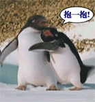 企鹅 可爱 搞笑 抱一抱