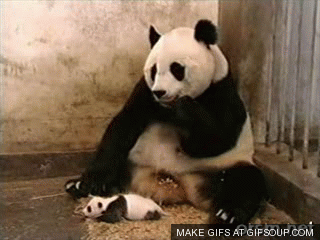 熊猫 打喷嚏 吓 萌化了 天然呆 动物 panda