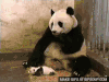 熊猫 打喷嚏 吓 萌化了 天然呆 动物 panda