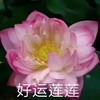 植物 莲花 好运莲莲 老年人表情包 搞怪 逗