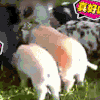 喵星人 猫咪 可爱 萌宠