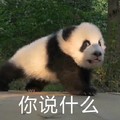 熊猫 树木 白毛 你说什么