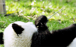 草地 熊猫 吃东西 可爱
