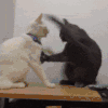 小猫咪 项圈 打架 白毛