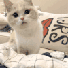 萌宠 猫 猫咪 空白表情DIY 空白表情