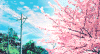 电线 天空 白云 樱花