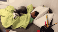 哈士奇 Siberian husky 二哈 护主 蠢萌