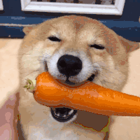 萌宠 汪星人 柴犬 胡萝卜 动图