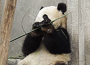 熊猫 吃 萌化了 竹子 天然呆 动物 panda