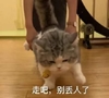 萌宠 猫星人 走吧 别丢人了 呆萌 可爱