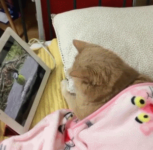 猫咪 看平板电脑 毯子 趴着