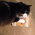 猫咪 可爱 毛茸茸 喵星人