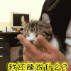 无语 我还能说什么 猫咪