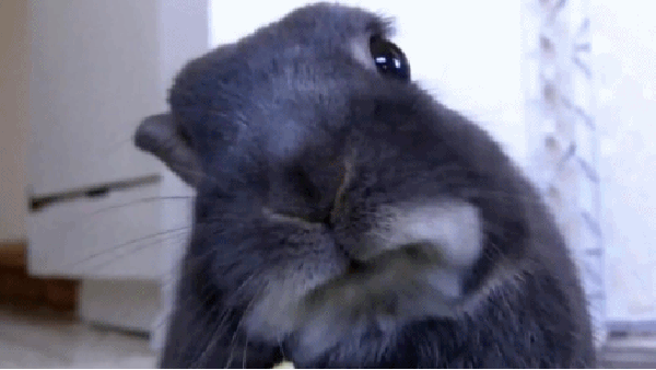 兔子 歪头 嚼东西 可爱