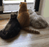 猫咪 眼神 可爱 背影