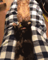 奶猫 喵星人